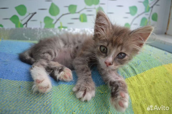 Котёнок Тиша