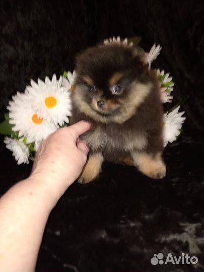 Мини шпиц
