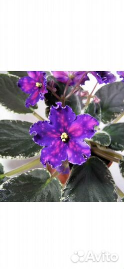 Детки сортовых фиалок