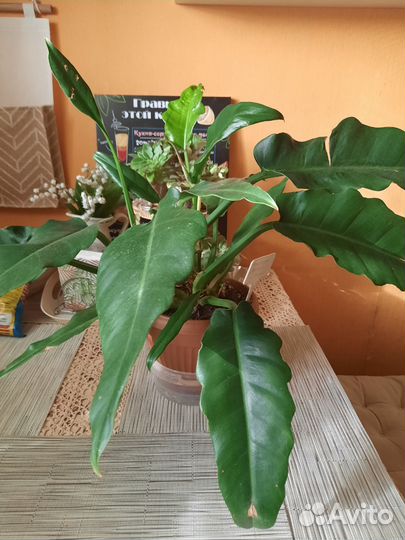 Филодендрон narrow escape, Принц Оранж