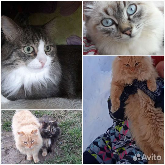 Рыжий котенок