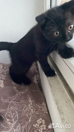 Котенок девочка