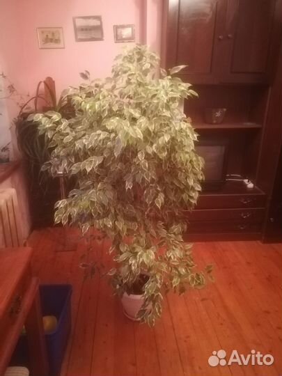 Фикус Бенджамина большой