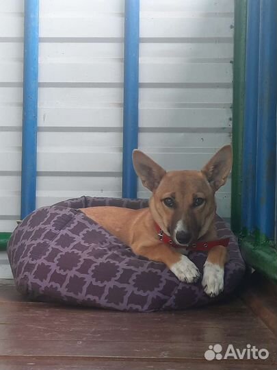 Девочка,небольшого роста, до года в добрые руки