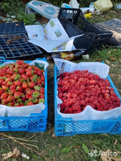 Малина клубника