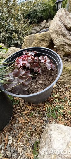 Растения для сада