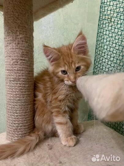 Котята мейн-кун