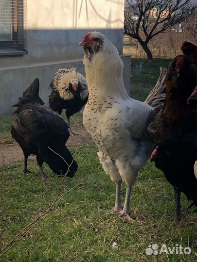 Гергебильские куры