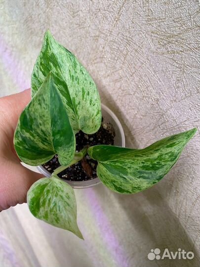 Комнатные растения разные