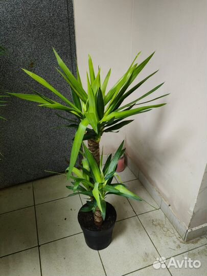 Растения. Стрелиция. Юкка. Хризолидокарпус