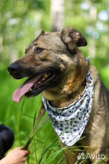 Собака в добрые руки отдам бесплатно