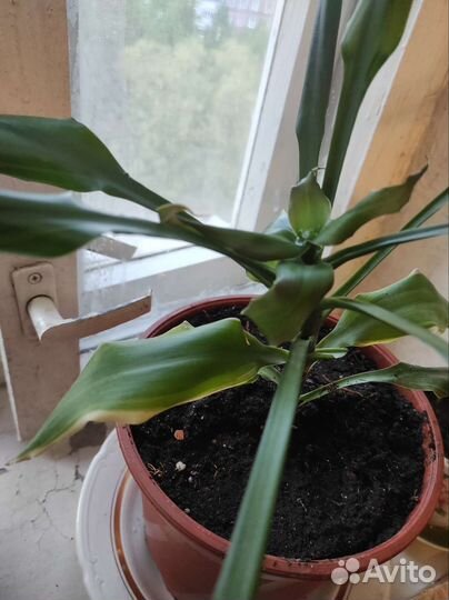 Комнатные цветы