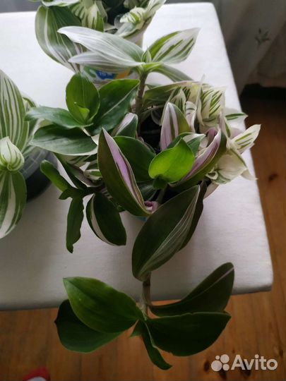 Традесканция