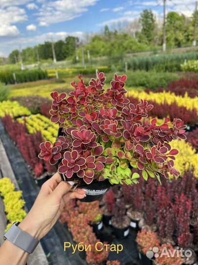 Барбарис Тунберга