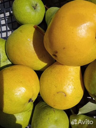 Яблоки и груши