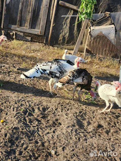 Продажа индюков