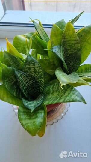 Кактус цветущий, сансевиерия