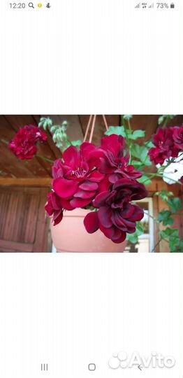 Герань пеларгония плетистая