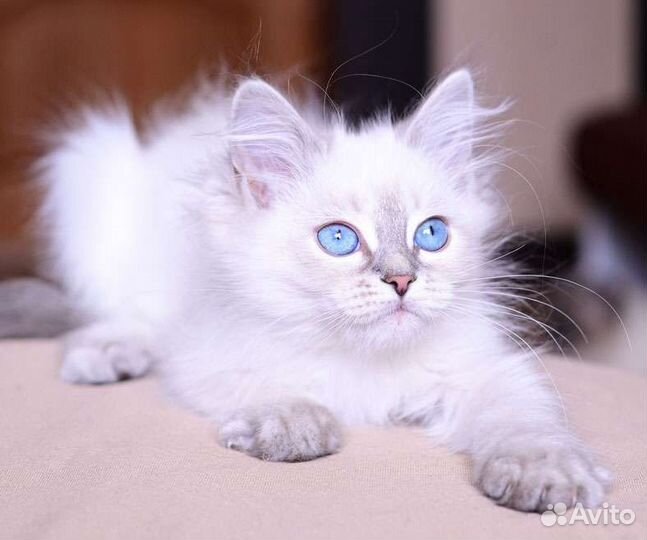 Невские маскарадные котята