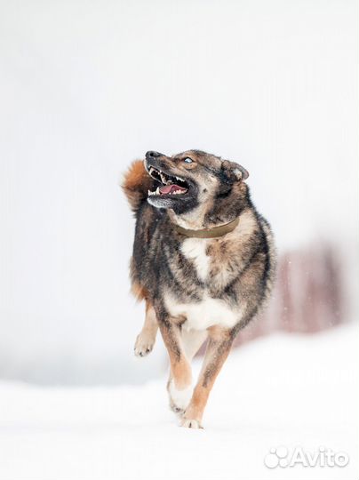 Харизматичный Рэкс - пес с длинной историей