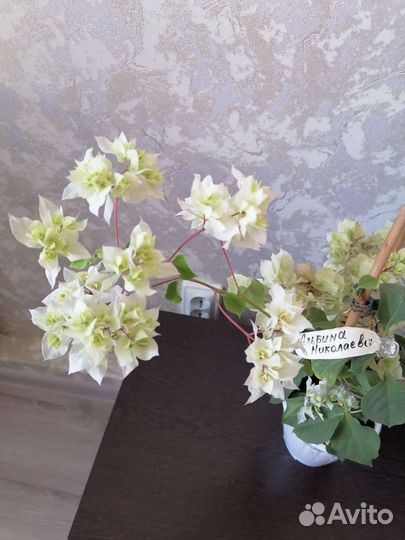 Бугенвилии махровые