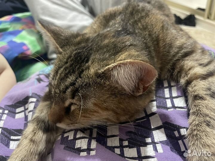 Тигровая кошка