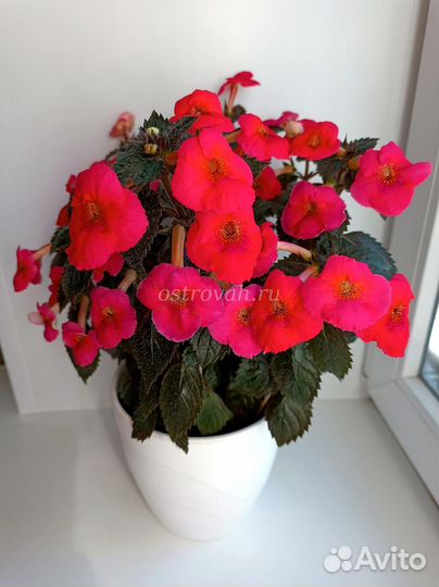 Традесканция, ахименес, сортовой колиус