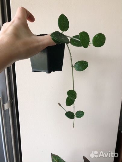 Хойя Матильда