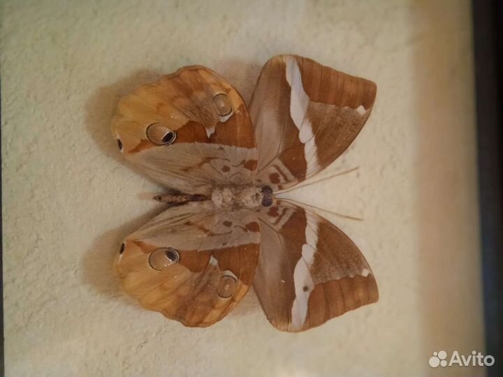 Бабочка Бархатница