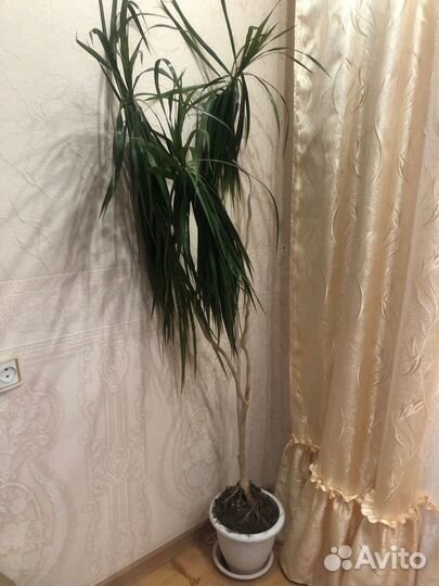 Пальма Драцена