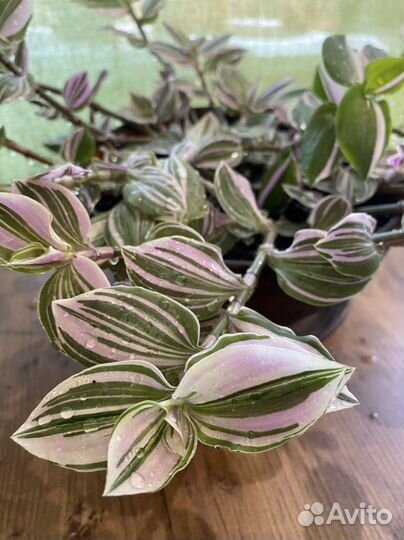 Традесканция