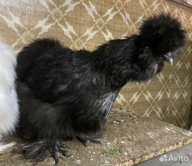 Яйцо инкубационное Китайская шелковая курица