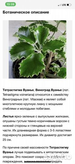 Виноград комнатный