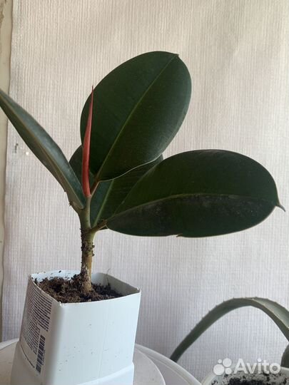 Комнатные растения фикус