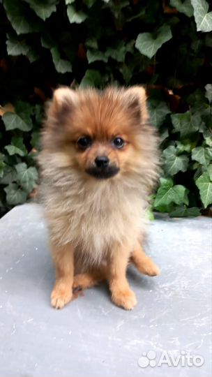 Щенки шпица