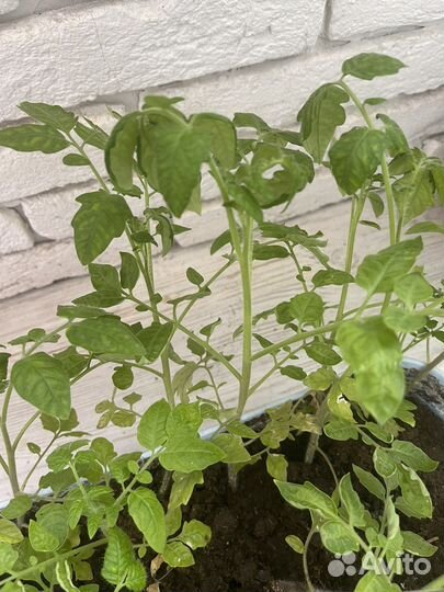 Рассада помидор для балкона или подоконника