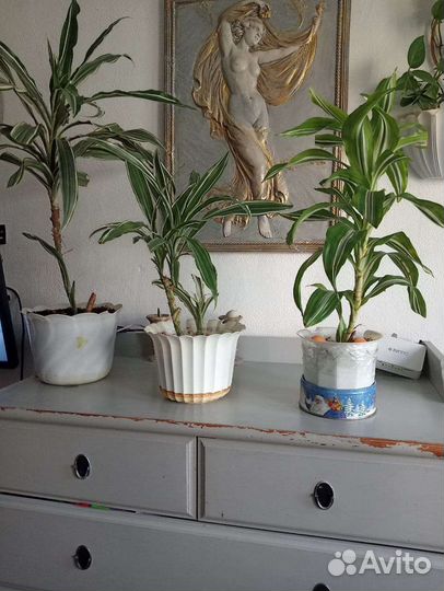 Пальма драцена