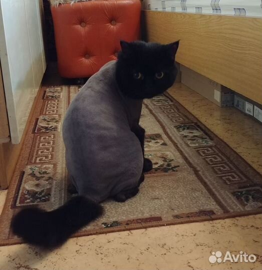 Стрижка собак и кошек
