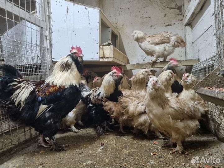 Инкубационное яйцо и цыплята.Араукан,маран и т.д