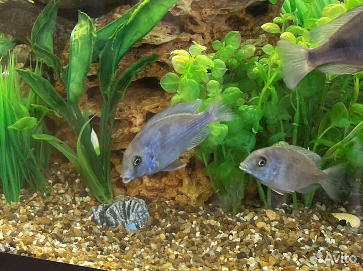 Цихлиды голубые дельфины