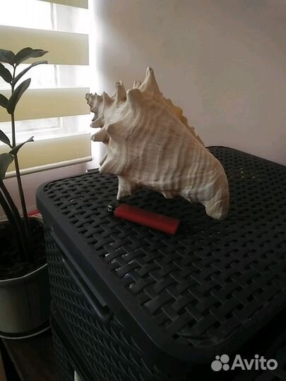 Ракушка большая