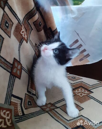 Котятки в добрые руки