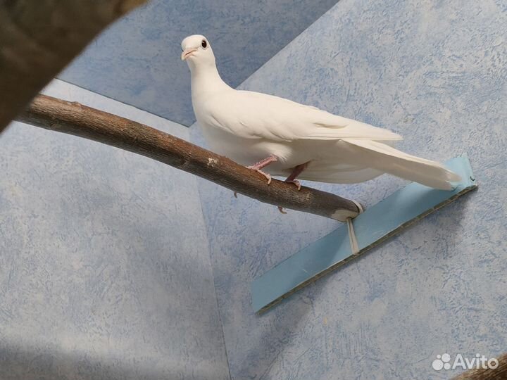 Три смеющихся горлицы редких окрасов