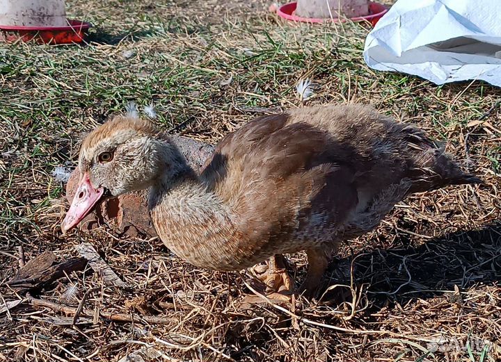 Индоутята тяжелой линии 1,5 месяца