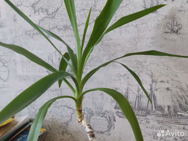 Пальма юкка 55 см