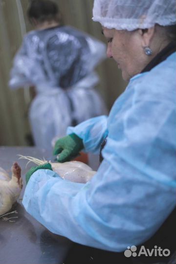 Курица фермерская