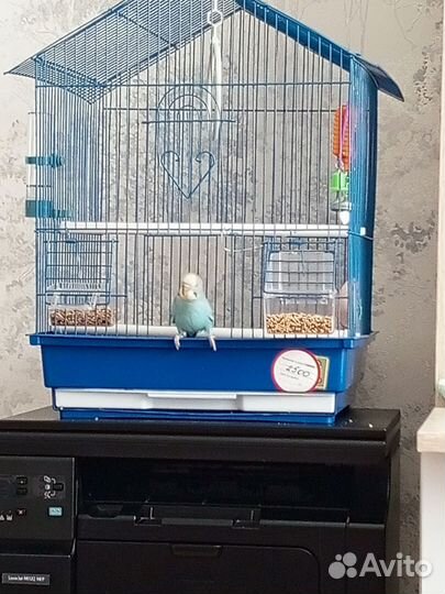 Волнистый попугай