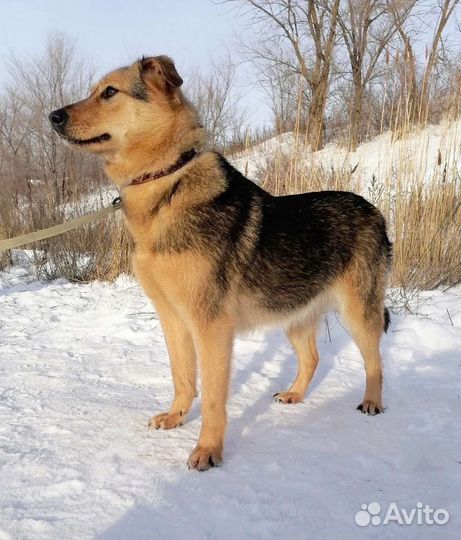 Собака Скарлет