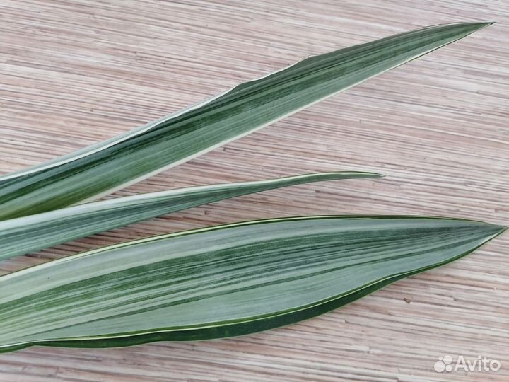 Сансевиерия металлика 77 см