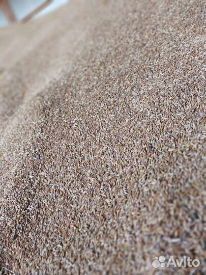 Зерно пшеница